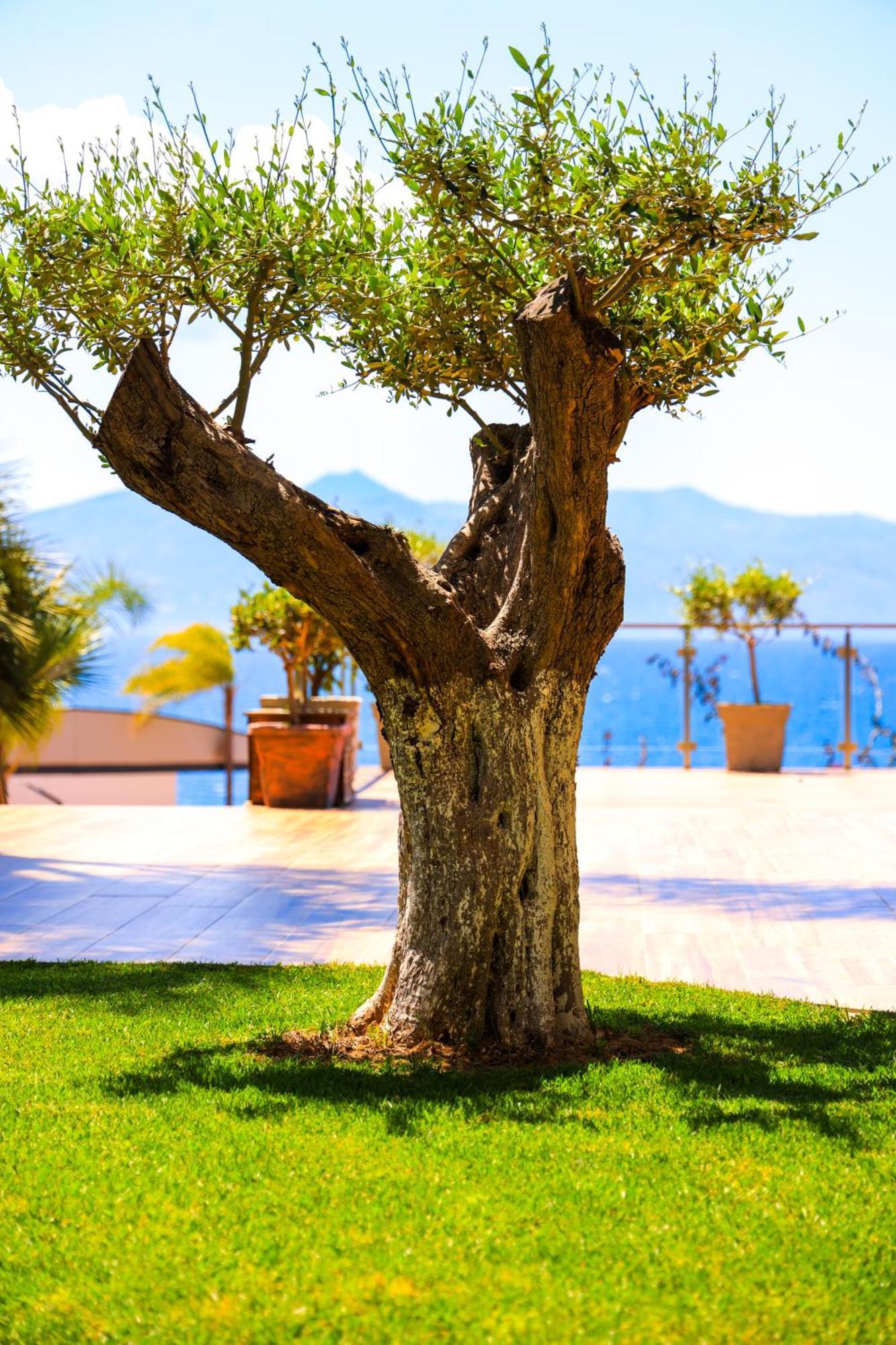Hotel Apollon (adults Only)